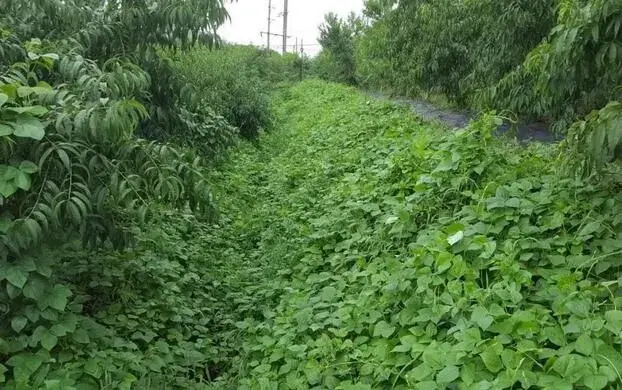 桃树种植实用技术