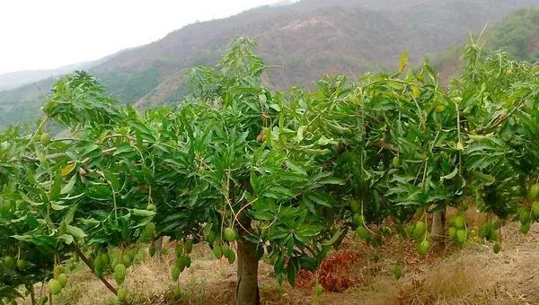 芒果怎么种？控制好密度，后期积极除杂草，科学合理施肥