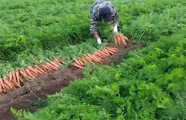 胡萝卜的栽培技术