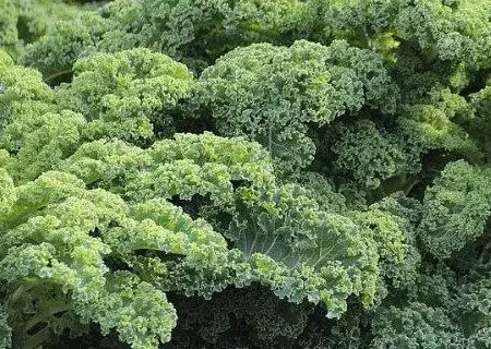 十字花科羽衣甘蓝种植方法有哪些？种植前景怎么样？可以生吃吗？