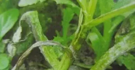 怎样防治茼蒿炭疽病？