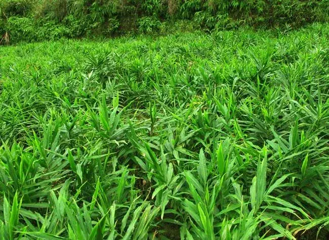 生姜栽培高产种植技术