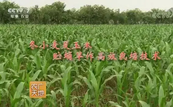 冬小麦夏玉米贮墒旱作高效种植技术