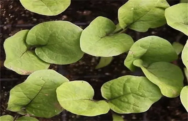 露地茄子栽培技术