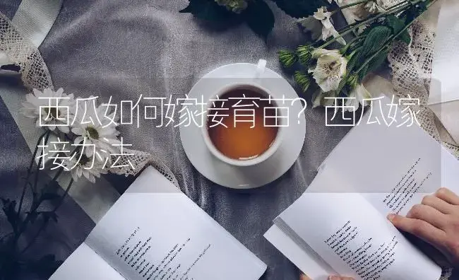 西瓜如何嫁接育苗？西瓜嫁接办法 | 蔬菜种植