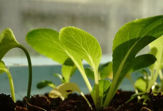 如何种植小白菜（青菜）才能避免“地里黄”的现象呢？