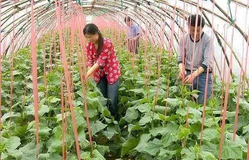 棚室蔬菜连座障碍的产生 因素及防治和治疗技术