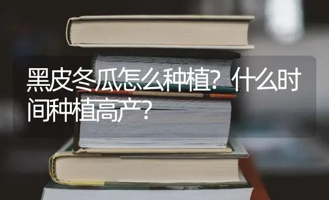 黑皮冬瓜怎么种植？什么时间种植高产？ | 蔬菜种植