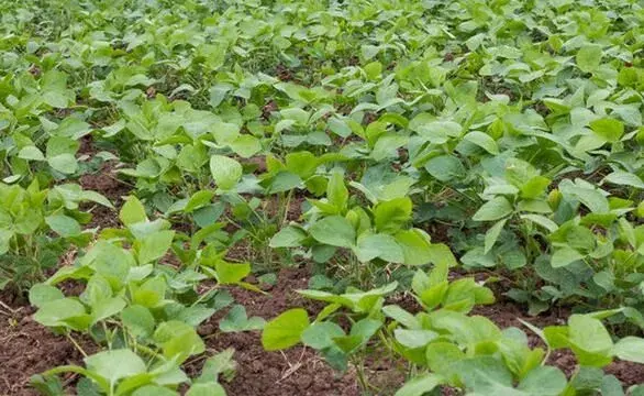 大豆窄行密植技术