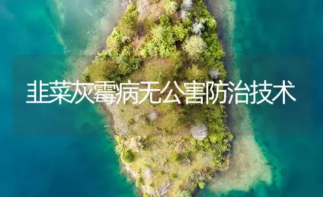 韭菜灰霉病无公害防治技术 | 植物病虫害