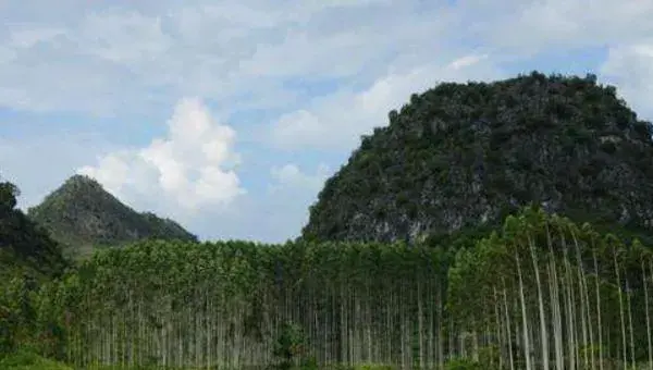 桉树种植技术 桉树专用肥有哪些