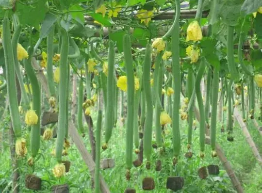 夏天丝瓜栽培技术要点