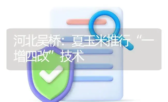 河北吴桥：夏玉米推行“一增四改”技术 | 农资农机