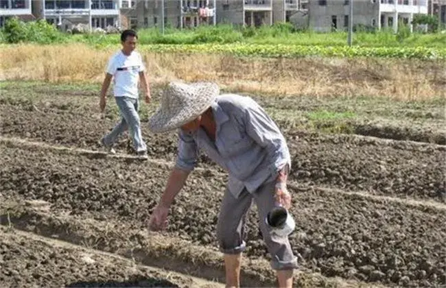 大白菜的栽培时间和措施