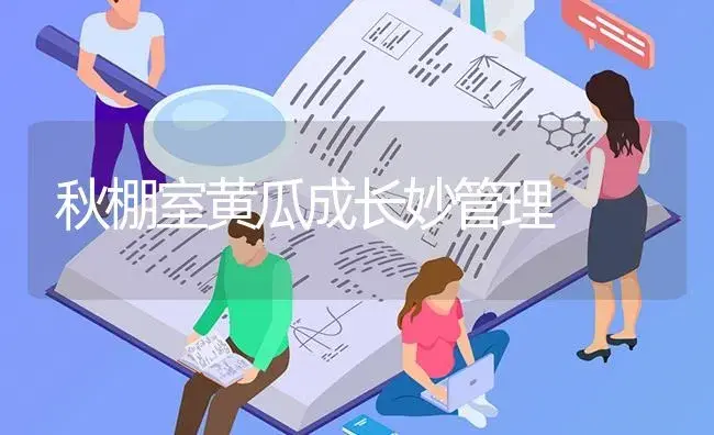 秋棚室黄瓜成长妙管理 | 蔬菜种植