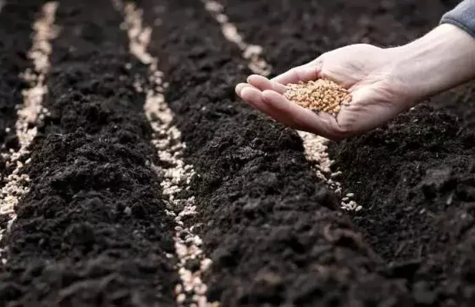 湘潭矮脚白特征及种植技术要点