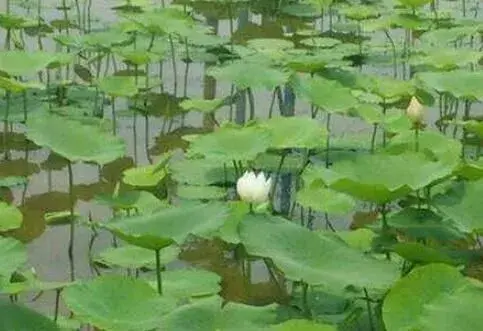 浅水莲藕症状与防治和治疗