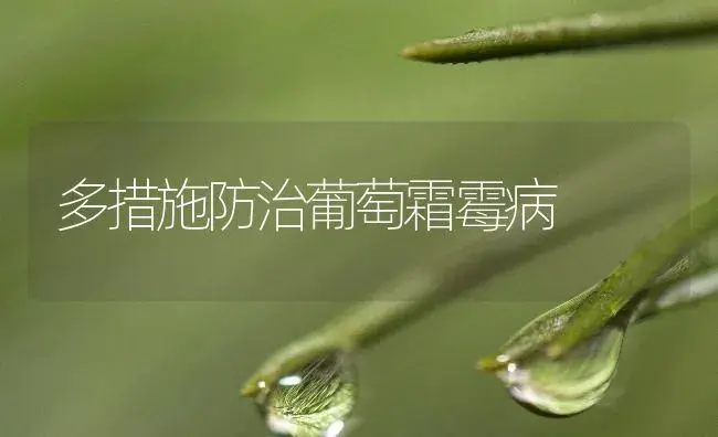 多措施防治葡萄霜霉病 | 植物病虫害