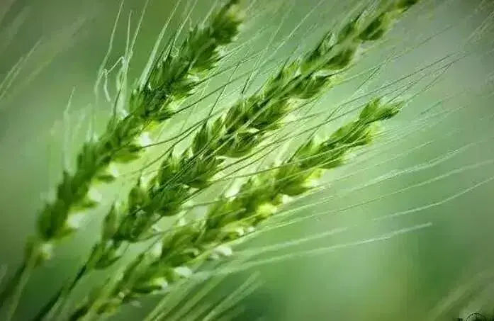 初夏小麦如何管理，今年小麦价格行情走势怎样