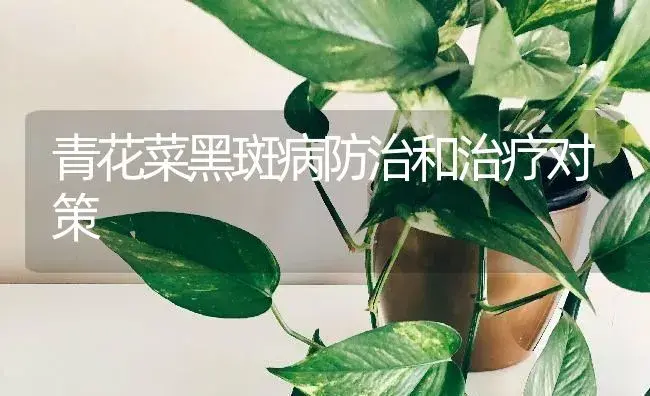 青花菜黑斑病防治和治疗对策 | 蔬菜种植