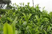 茶叶种植的栽培管理