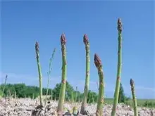 芦笋枯梢病防治措施