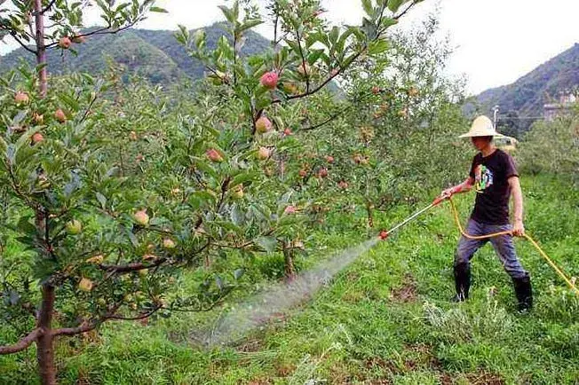 夏天果园病虫害高发期 防治和治疗管理莫大意