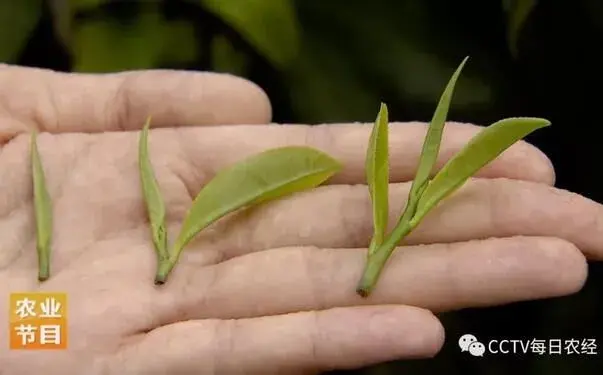 金毫披身的英德红茶