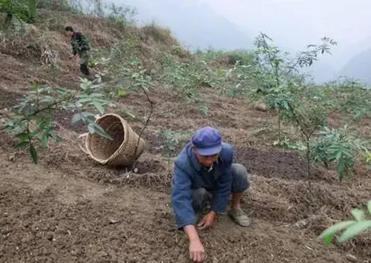 花椒适合套种什么蔬菜、瓜果和粮食作物