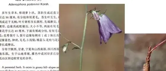 其他科杂草