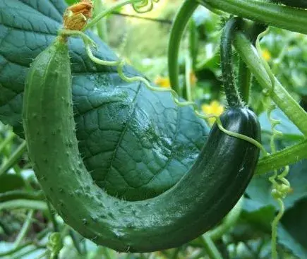 黄瓜一般几月份播种种植？种植技术有哪些？