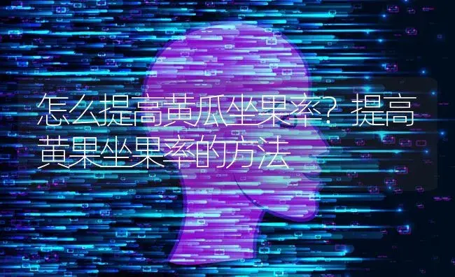 怎么提高黄瓜坐果率？提高黄果坐果率的方法 | 蔬菜种植