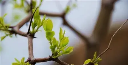 冬枣芽期预防病虫害的方法