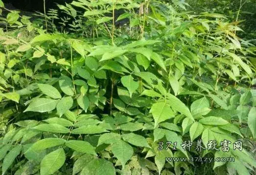 探秘青钱柳（摇钱树）栽培和山泉水养铜鹅