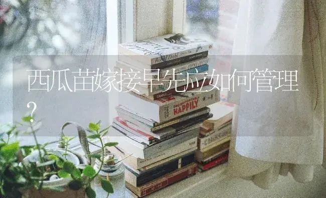 西瓜苗嫁接早先应如何管理？ | 蔬菜种植