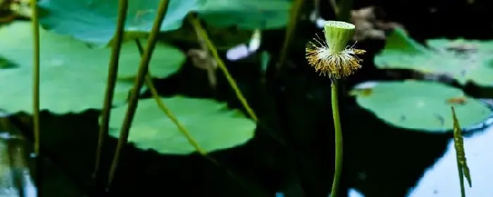 莲藕种植成本