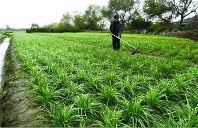 夏天栽培韭菜堤防事项