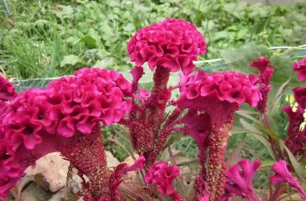 药用鸡冠花栽培技术