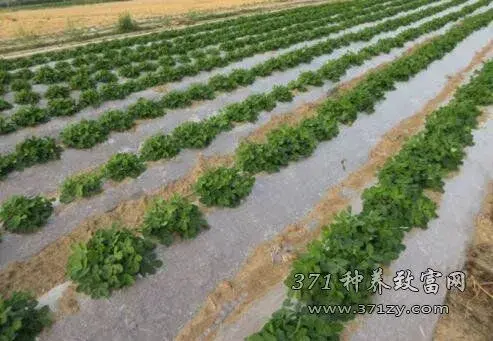 春花生地膜覆盖高产种植技术要点