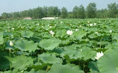 莲藕栽培种植管理及莲藕采摘和加工技术