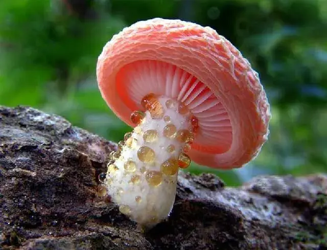 气生型蘑菇种植管理技术