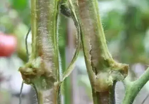 蔬菜浇水后重防细菌性病害