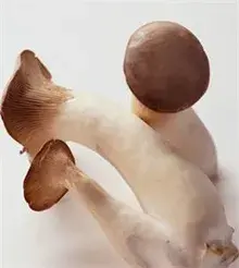 有机杏鲍菇液体菌种栽培技术