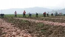 内蒙古赤峰古鲁板蒿乡打造土豆种植基地