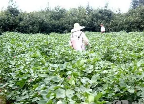  雨季棉花如何管理才能实现优质高产