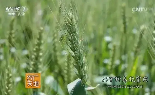 伊宁麦香葡萄甜 伊宁县小麦栽培技术探秘