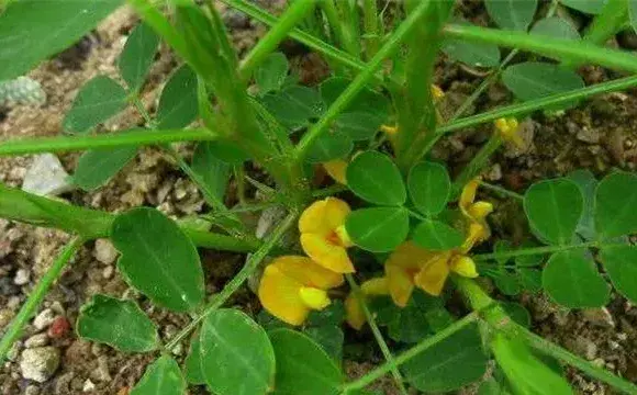 花生施肥时间及技术方法