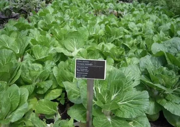 南方地区怎么种植大白菜？种植技术汇总一览