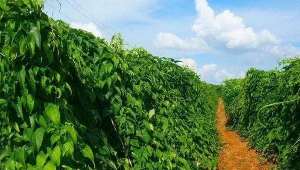 如何悬空种植山药