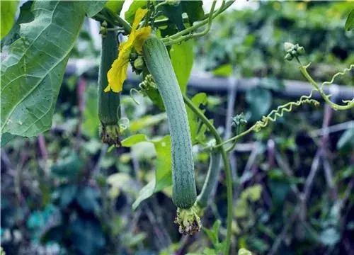 丝瓜最常见病害及防治方法介绍！